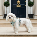 Blue polyester harness on dog, Belgravia setting