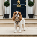 Cocopup Ivory Torte Harness – Spaniel