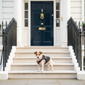Elenore Harness - On Dog