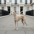 St Argo Cream Harness — whippet on pavement